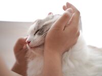 推特极品白虎萝莉『kitty不吃鱼』一字马紫薇被男主调教啪啪乖的狠！超嫩可爱人形小母狗被操的叫爸爸下