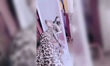 快手清溪快手付费定制长腿翘臀爆菊弹力插高潮喷水(4)