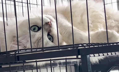 Video kumpulan luar berbayar selebriti Internet yang sangat cantik "Treasure Girl" bocor, tarian telanjang yang menggoda dan koleksi Ziwei yang mengerang (12)