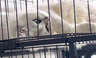 Video kumpulan luar berbayar selebriti Internet yang sangat cantik "Treasure Girl" bocor, tarian telanjang yang menggoda dan koleksi Ziwei yang mengerang (12)