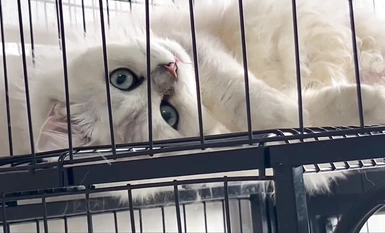 Video kumpulan luar berbayar selebriti Internet yang sangat cantik "Treasure Girl" bocor, tarian telanjang yang menggoda dan koleksi Ziwei yang mengerang (12)