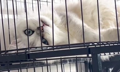 Video kumpulan luar berbayar selebriti Internet yang sangat cantik "Treasure Girl" bocor, tarian telanjang yang menggoda dan koleksi Ziwei yang mengerang (12)