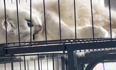 Video kumpulan luar berbayar selebriti Internet yang sangat cantik "Treasure Girl" bocor, tarian telanjang yang menggoda dan koleksi Ziwei yang mengerang (12)