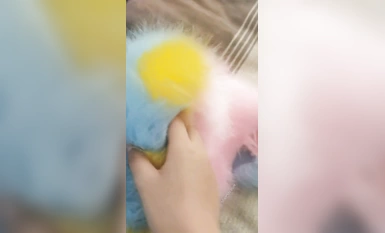 "การรั่วไหลของความคมชัดของนักเรียนผู้บริสุทธิ์" เด็กผู้หญิงที่สวมแว่นตาในโรงเรียนนั้นบริสุทธิ์และตระการตา เจ้าของการเงินดูแลหน้าอกที่อ่อนโยนของเธอโดยสวมจุกนม ไมร์เทิลเครปของเธอถูกเปิดเผย และแตดของเธอก็ใหญ่มากจนกลายเป็นผู้หญิงเลวใน วัยหนุ่มสาว (3