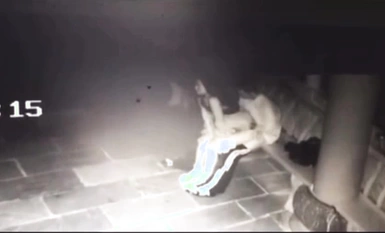 最新山東外事學院涼亭事件！教官與學生戶外涼亭啪啪啪多視角完整版影片流出！女上位坐在雞雞上不停的搖啊搖