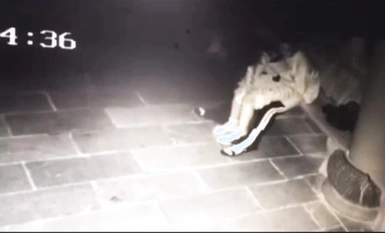 最新山東外事學院涼亭事件！教官與學生戶外涼亭啪啪啪多視角完整版影片流出！女上位坐在雞雞上不停的搖啊搖