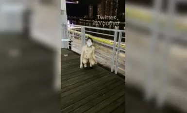 最新流出最近火爆全網露出狂淫妻『悠悠姐』最新定制-夜色下市區溜母狗全裸江邊牽繩小狗式跪爬高清720P版