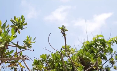 [モザイク破壊]ABP-339 プレステージ夏祭 2015 ぐしょ濡れアイランド 北野のぞみ