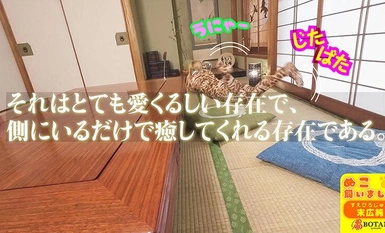 VOTAN-072 I kept a cat [POV] Jun Suehiro