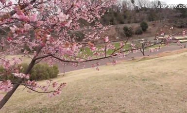 FC2-PPV-4384181 第一枪，面对面！仅限 3 天！一个美丽、黑发、整洁、谦逊的女大学生，就读于一所国立大学，在一家咖啡馆工作，但实际上性欲很强！她在整洁与羞耻的夹缝中被连续干了两次，满身都是自己的淫水！