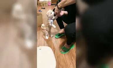 부유하고 강력한 신사 Fan Dashen [Fat House Hookup Expert]는 고급 섹스 게임이고, 좋은 가족을 둔 모범생 소녀도 임산부와 놀고, 모든 종류의 창녀가 그에게 항복합니다 (2)