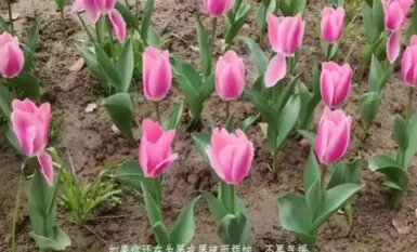 小娥同學為藝術獻身(15)