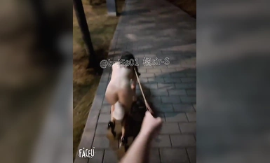 專約極品大神『橘sir-S』深夜路邊逮到一隻流浪小母狗，從路邊到公園溜了一圈，不斷的躲避著來往的行人，帶到一處僻靜的角落，勒著脖子狠狠的後入！