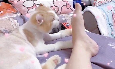 最新10月のサブスクリプションシェア！ Twitterで顔を出す最強のポルノ少女、一人の少女が多くの男たちに挑む、最高のビッチ【ヤン・リトル・ラビット】プライベート写真集(1)