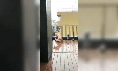 ผู้เชี่ยวชาญด้านการฝึกอบรมวงกลมตัวอักษร "Lao Zuo S" ฝึกฝนเด็กผู้หญิงทุกประเภทในการถูกจองจำเผยให้เห็นพวกเขาอย่างสมบูรณ์ในป่าและพ่นและพ่นในป่า ความสนุกสนานนั้นน่าตื่นเต้น