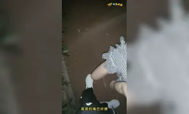 【Perspektif Orang Pertama Sebenar Luar Ruang】Perang Padang 1.0